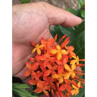 Bông Trang Mỹ Cam ( cây giống cao 40cm )