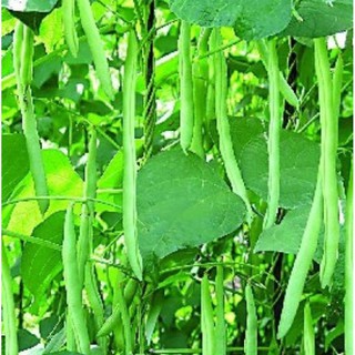 20GR - Hạt giống đậu đũa trái dài