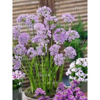 Củ hoa alium giá sỉ (set 5 củ)
