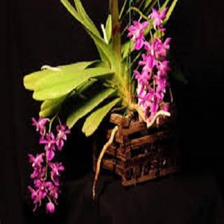 Hoa lan giáng thu (cây  cao 40cm,bộ rễ khỏe)