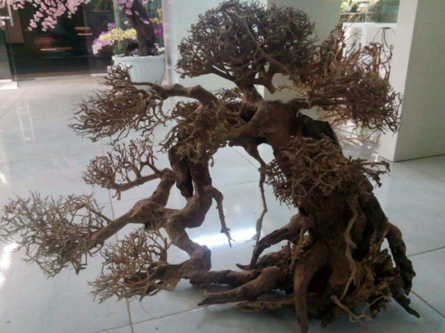 Lũa xương chùm thủy sinh, gép tán bonsai