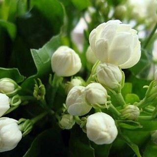 Hạt giống hoa nhài - Tặng thêm gói hạt giống ngẫu nhiên