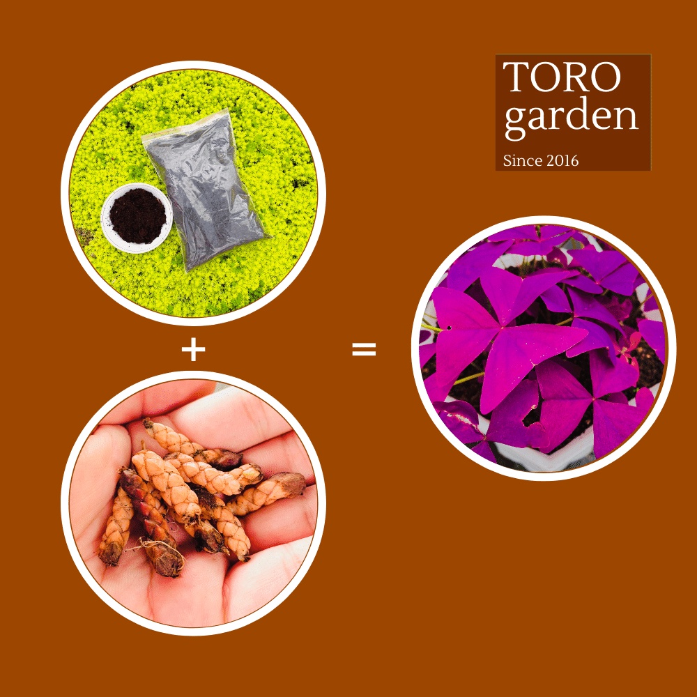 Củ cây bướm đêm (3 củ) Đà Lạt size mini cây cảnh trang trí nhà cửa Toro garden