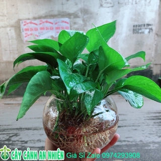 Trầu Bà Thái Trồng Thuỷ Sinh