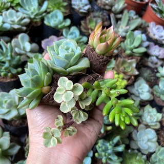 Combo 10 cây sen nhỏ 10 loại 50k