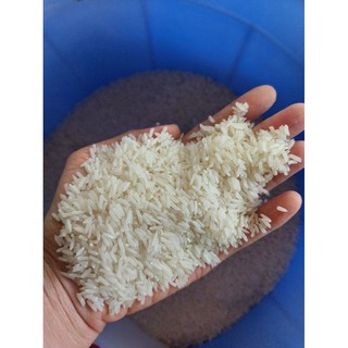 GẠO ĐẶC SẢN VIP Túi 10kg