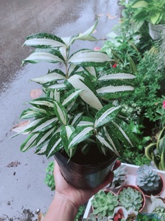 Trúc Nữ Hoàng