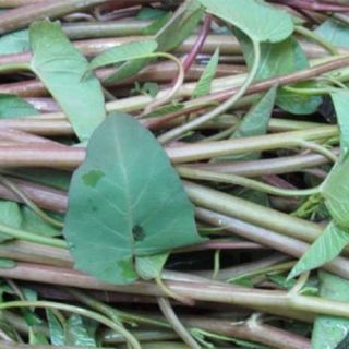 RAU MUỐNG ĐỒNG CỌNG TÍM VIỆT