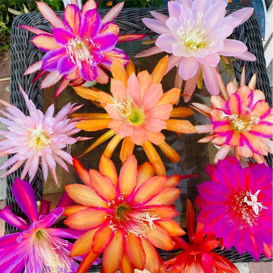 hoa Đại Nhật Quỳnh có 7 màu ra hoa vào Tết