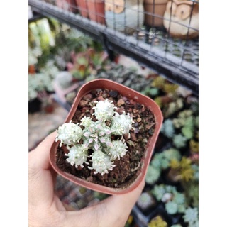 xương rồng mủ đục trắng, euphorbia trắng