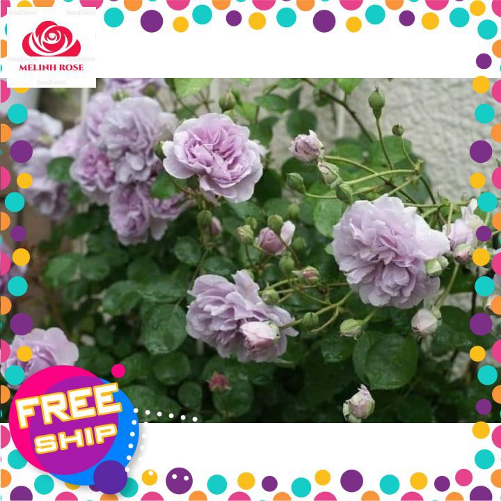 Hoa hồng leo Rainy Blue Màu sắc tím lavender– Mùi hương nhẹ nhàng Khả năng kháng bệnh,Tốt- Vườn Hoa Melinhrose