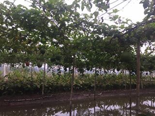 Son gấc dưỡng môi 100% thiên nhiên
