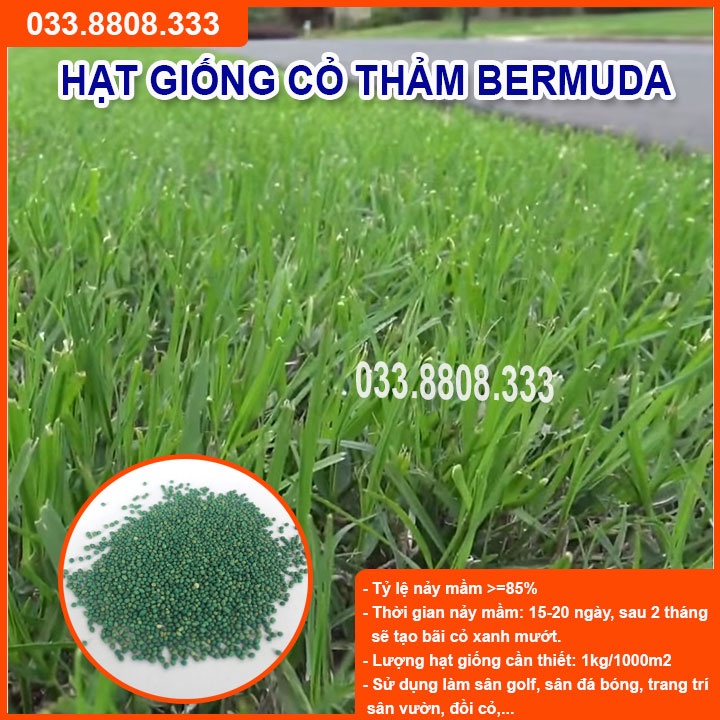 HẠT GIỐNG CỎ THẢM BERMUDA XANH 100gram- CỎ THẢM SÂN VƯỜN, SÂN BÓNG