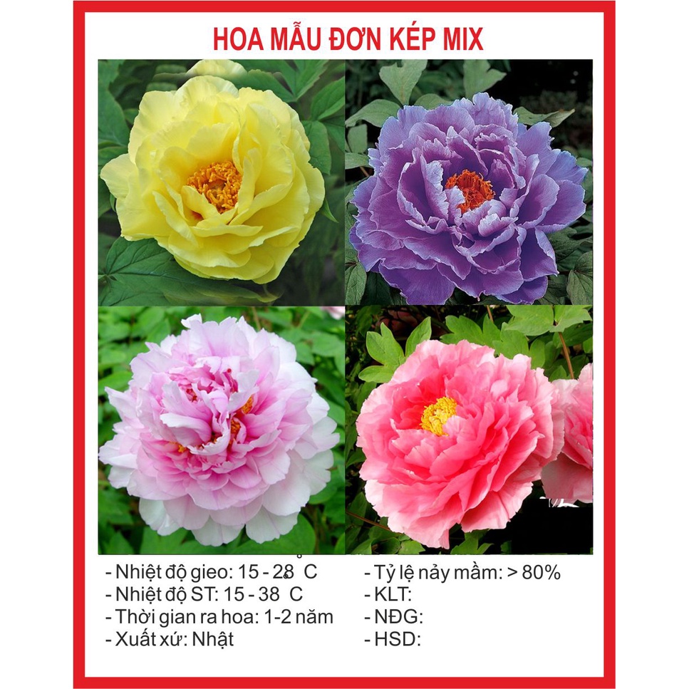 Hạt giống hoa Mẫu Đơn 10 Hạt