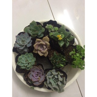 combo 10 cây sen đá 4 - 6 cm