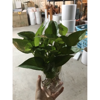 Trầu bà xanh thủy sinh