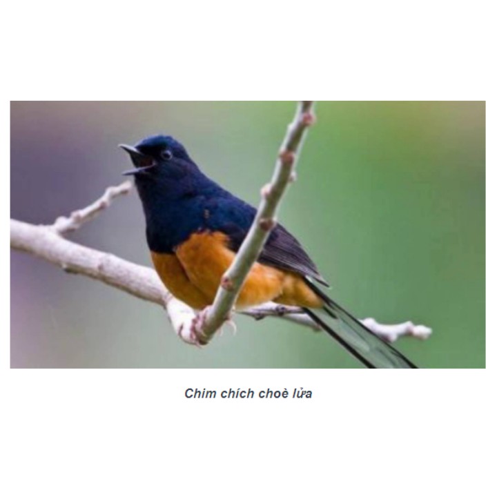 Căng Lửa đỏ 214  chuyên dùng cho chim