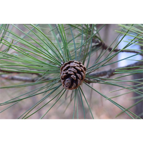 Tinh dầu THÔNG AUSTRIAN- Austrian Pine essential oil