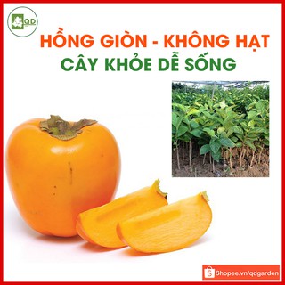 Cây giống hồng giòn không hạt (cây con giống F1) cây khỏe không sâu bệnh dễ sống không kén đất - QD42