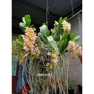 Combo 2 Cây giống lan Hoàng Nhạn Tháng 4