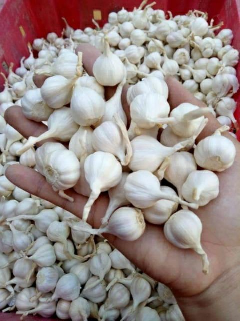 1kg Tỏi  - Đặc sản Lý Sơn ( Quảng Ngãi )