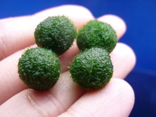 Combo 4 marimo size 1cm❤️ ( Kèm lọ, rong và sỏi như hình)