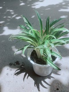 Cây Giữ Tiền
