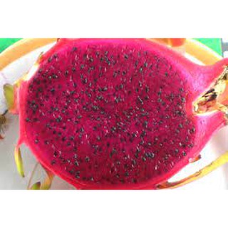  Cây giống thanh long ruột đỏ