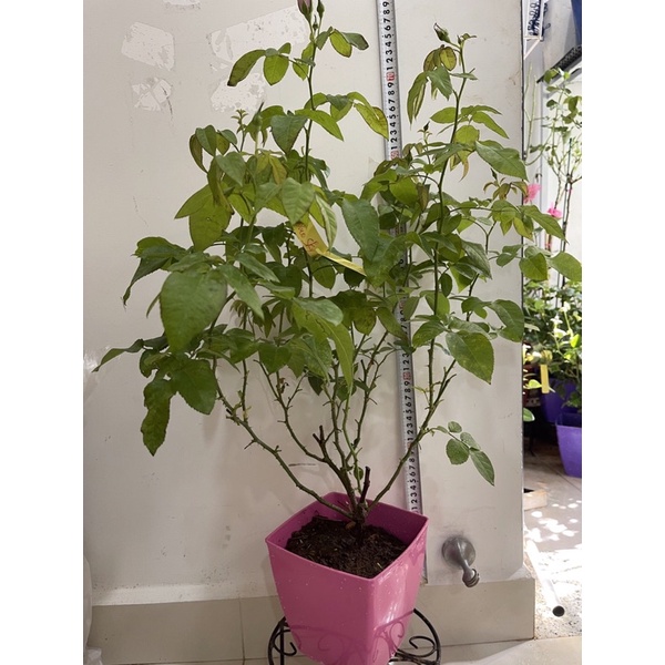 Hoa Hồng blue storm tím đẹp