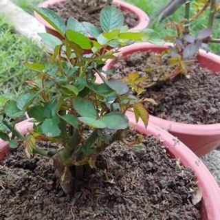 Cây giống hồng ngoại đủ các loại màu