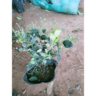 Cây việt quất