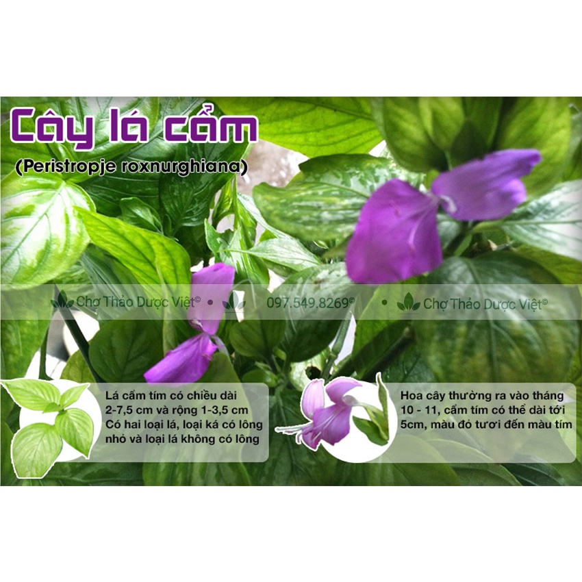 Bột lá cẩm tím sấy lạnh nguyên chất 500g ( Bột rau củ tạo màu thực phẩm dùng nấu xôi, làm bánh) Chợ Thảo Dược Việt