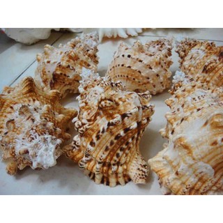 Vỏ tù và gai