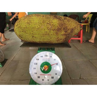 CÂY GIỐNG MÍT MALAYSIA QUẢ DÀI