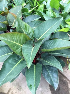 Cây trầu bà đế vương