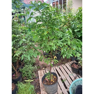 Cây khế thái (khế ngọt siêu trái)