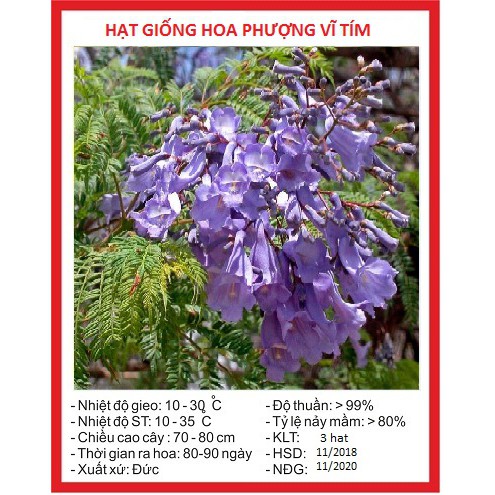 Hạt giống hoa Phượng Tím túi 3 hạt - tặng kèm 3 viên nén ươm hạt