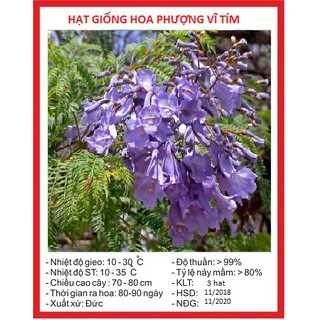 Hạt giống hoa Phượng Tím túi 5 hạt (TẶNG gói kích thích hỗ trợ hạt nảy mầm)