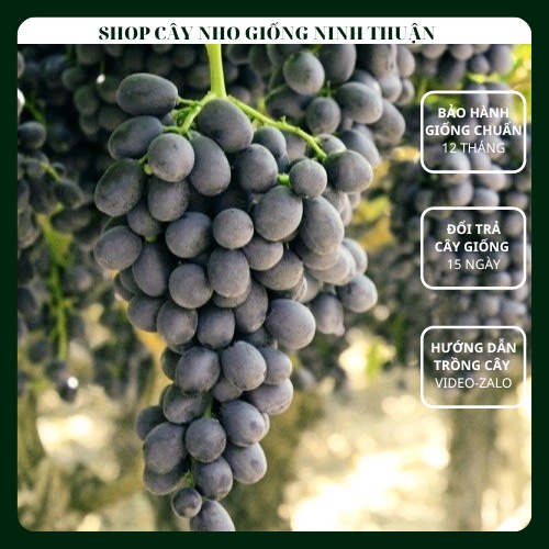 Cây Nho Giống Đen Không Hạt Sable Seedless