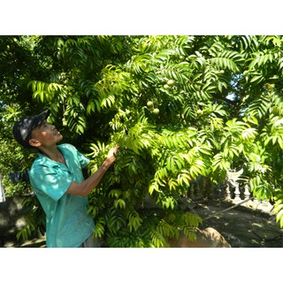 Cây Giống Sấu Ghép Chuẩn Đại Học Nông Nghiệp