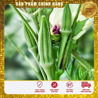 Hạt giống đậu bắp xanh cao sản ( 10gr)