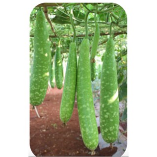 Hạt giống Bầu sao trái dài F1 siêu quả