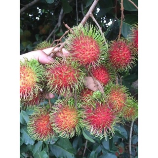 Chôm chôm thái Long Khánh giòn ngọt