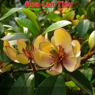 Cây hoa lan tiêu hương thơm