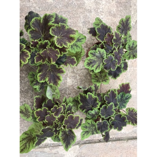 Cây chuông san hô hêu che ra.