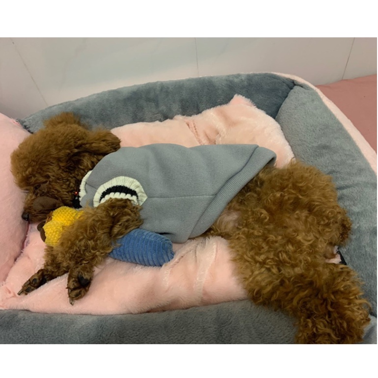 ÁO LEN CHO CHÓ MÈO, ÁO CHO THÚ CƯNG - LOVE PETS SHOP