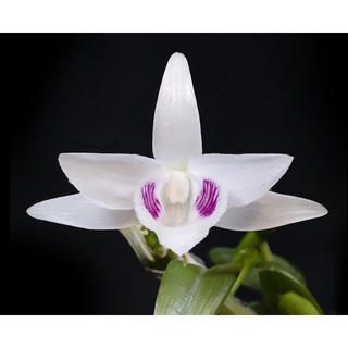 PHÂN TAN CHẬM THÔNG MINH RYNAN FLOWERMATE 220(NPK 12-12-20+TE (150g)