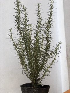 Cây hương thảo to - Rosemary
