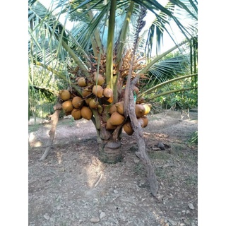 Cây 🌲 Dừa xiêm lùn Dâu