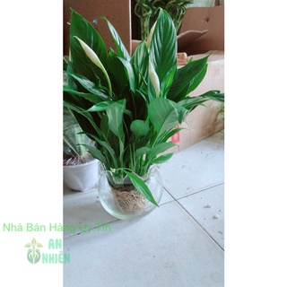 Chậu Cây Lan Ý Thủy Sinh